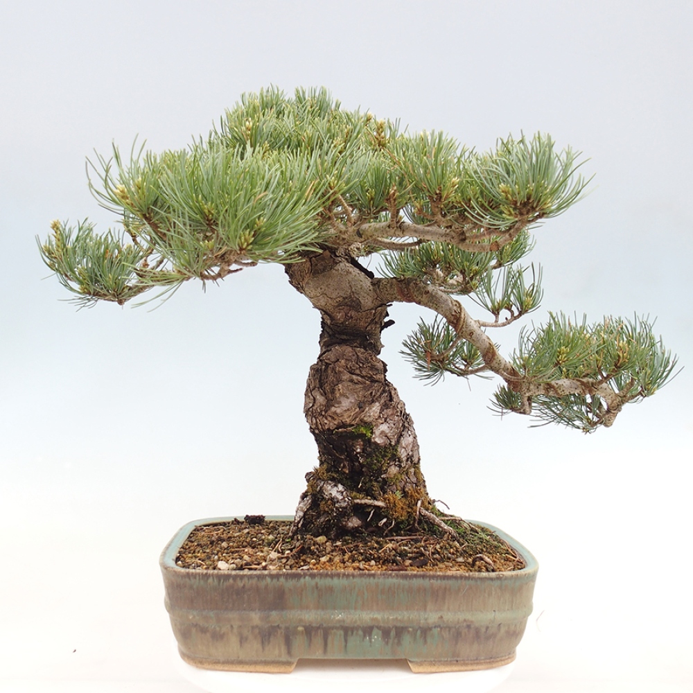 Bonsai da esterno - Pinus parviflora - Pinus parviflora