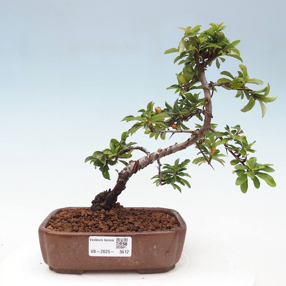Bonsai da esterno-Pyracantha Teton -Hlox