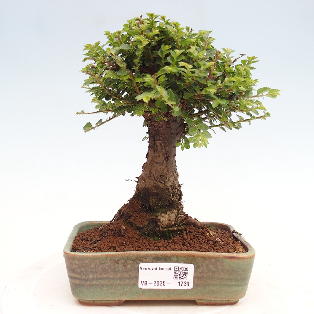 Bonsai da esterno - Ulmus parvifolia Hokkaido - Olmo cinese