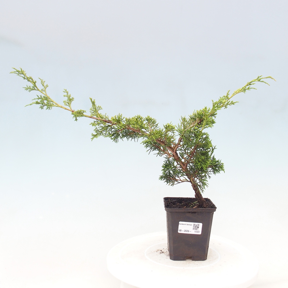 Bonsai da esterno - Juniperus chinensis Itoigawa