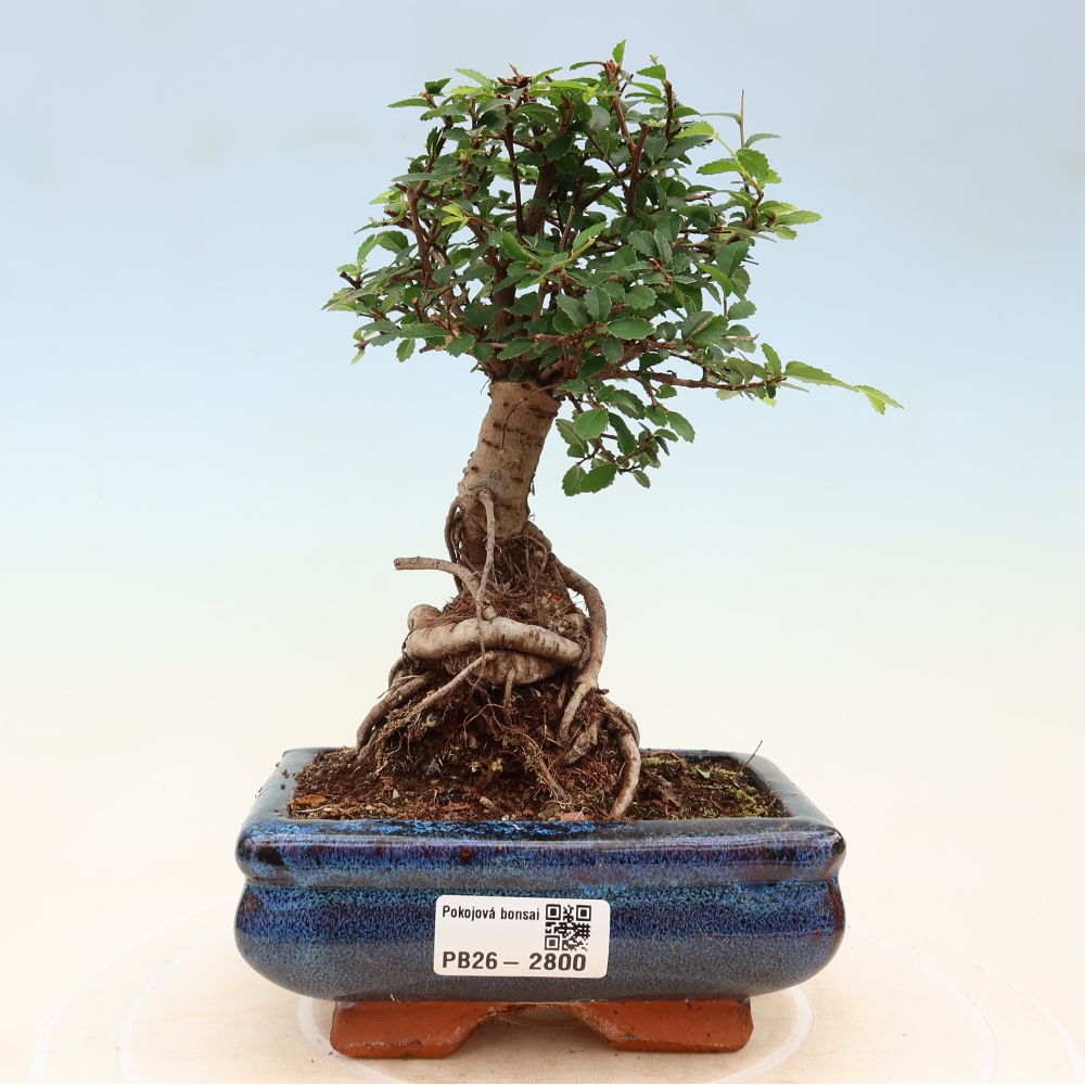 Camera bonsai - Ulmus parvifolia - Olmo a foglie piccole