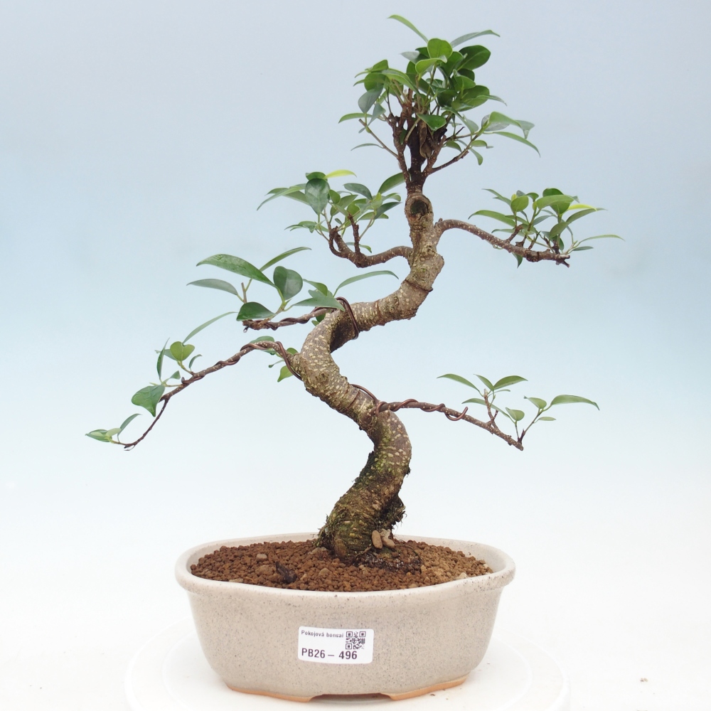 Camera bonsai - Ficus retusa - ficus a foglie piccole