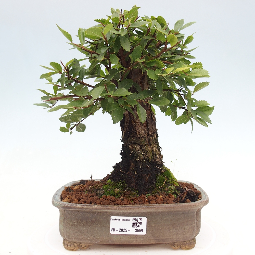 Bonsai da esterno - Zelkova - Zelkova NIRE