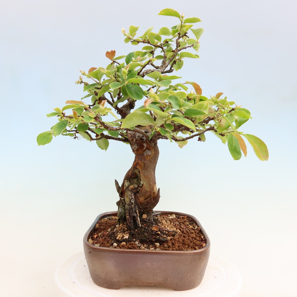 Bonsai da esterno - Pseudocydonia sinensis - Cotogno cinese