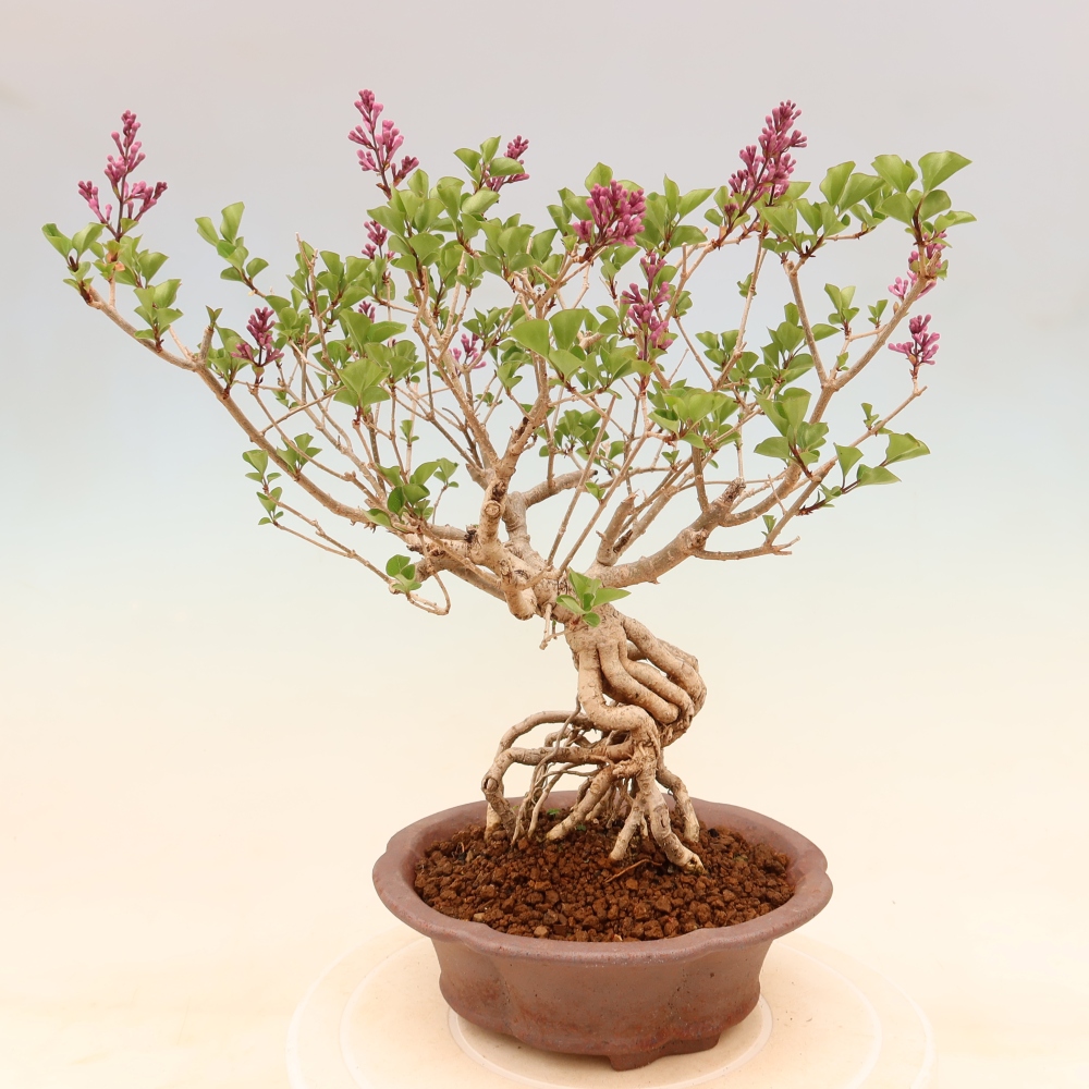 Bonsai da esterno - Syringa microphylla - lillà a fiore piccolo