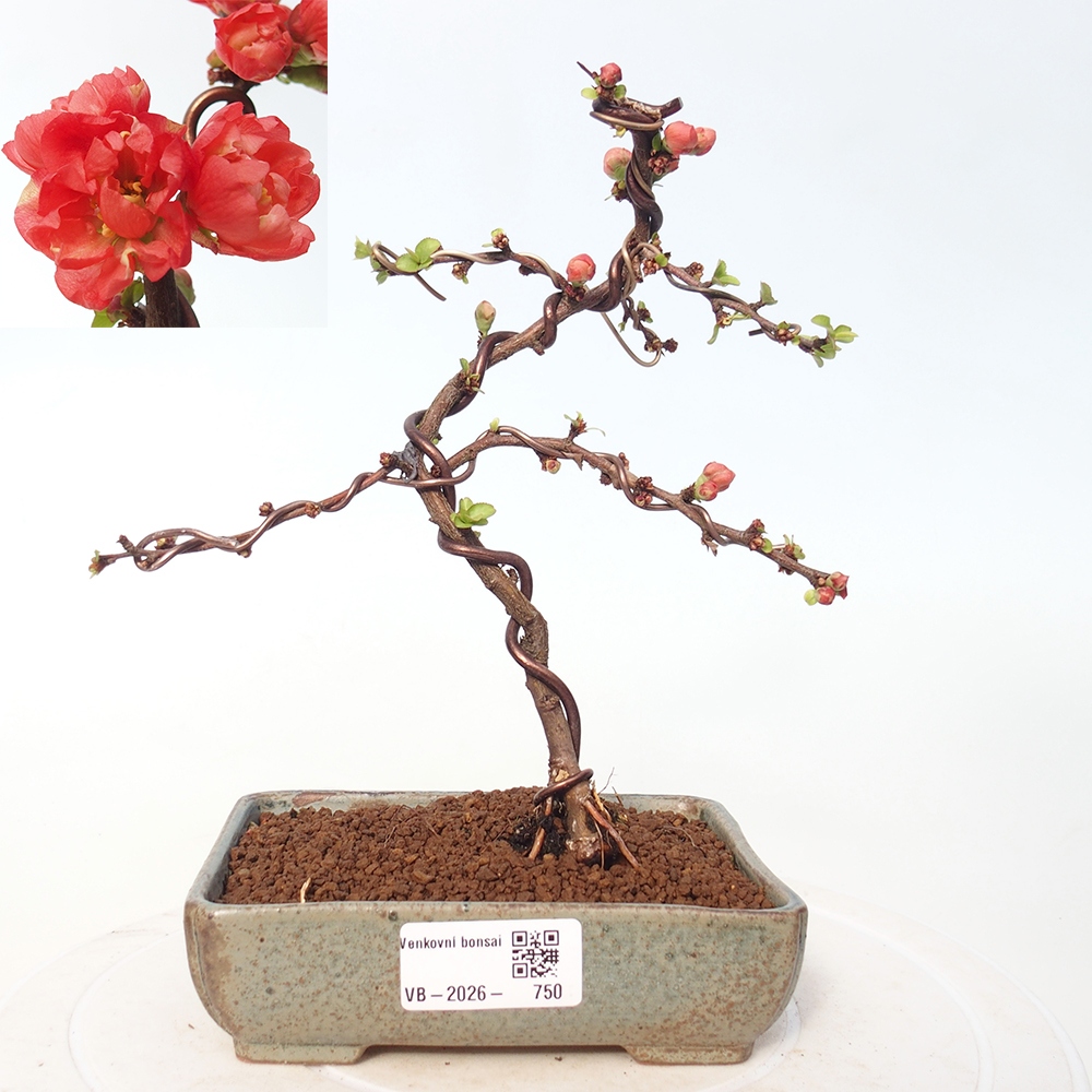 Bonsai da esterno - Chaneomeles s. Red Joy - Cotogno