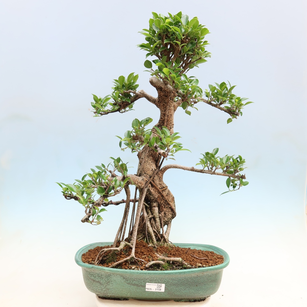 Camera bonsai - Ficus kimmen - ficus a foglie piccole