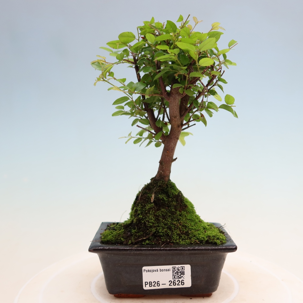 Camera bonsai - Sageretia thea - Sageretia thea