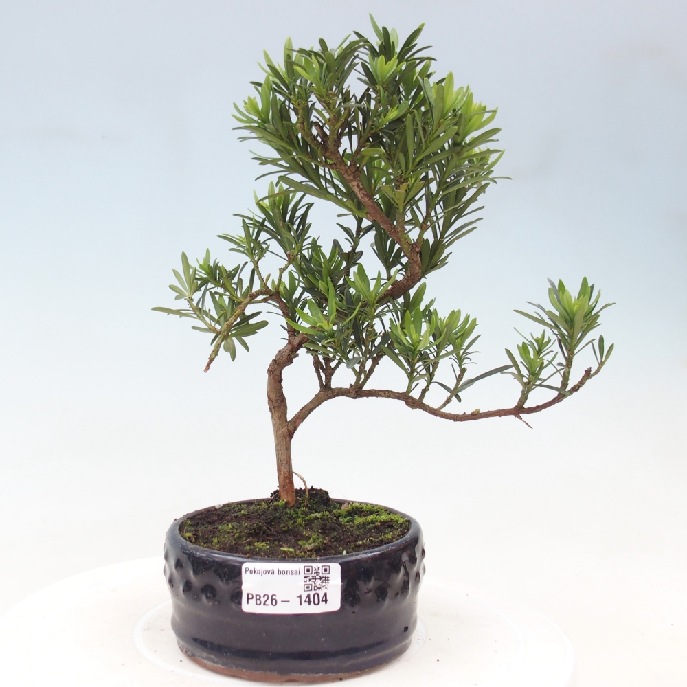 Camera bonsai - Podocarpus - Tasso delle pietre