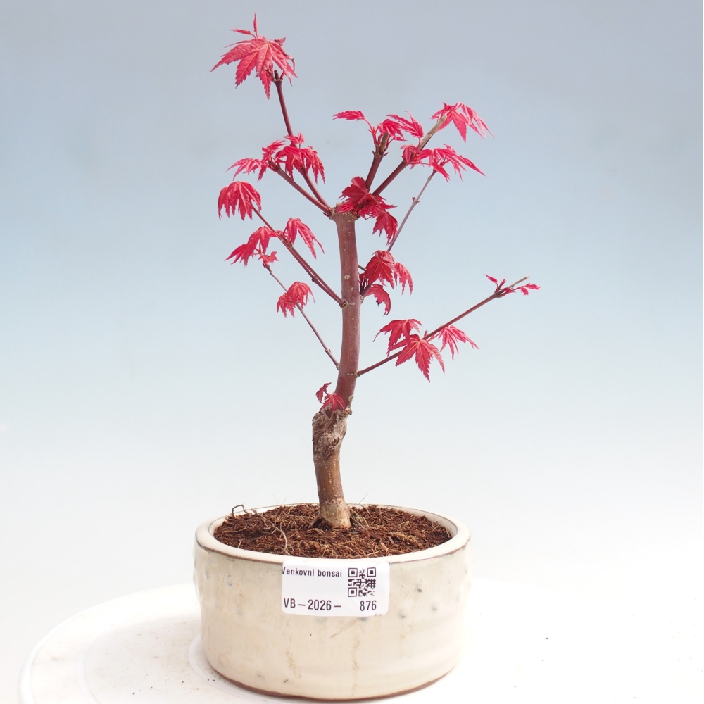 Bonsai da esterno - Acer palmatum DESHOJO