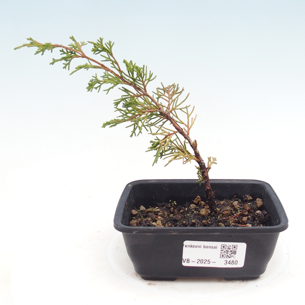 Bonsai da esterno - Juniperus chinensis Itoigawa