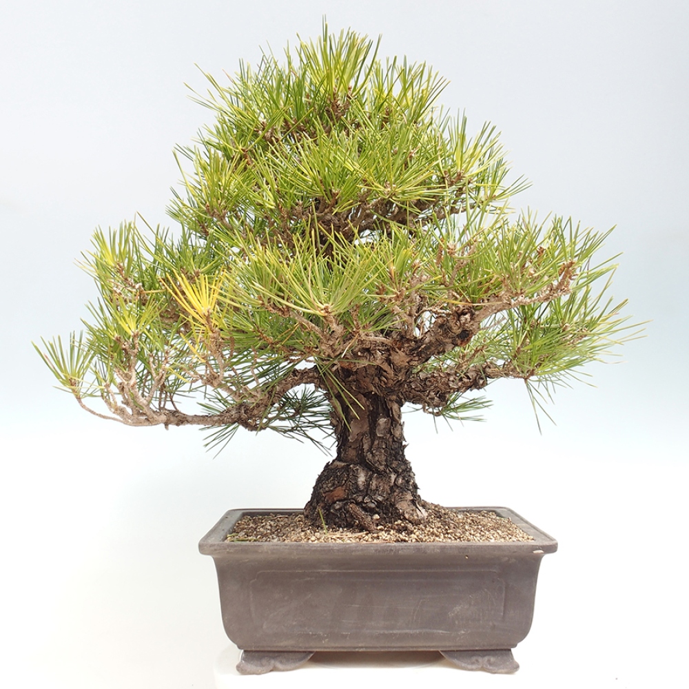 Bonsai da esterno - Pinus thunbergii - Pino di Thunberg