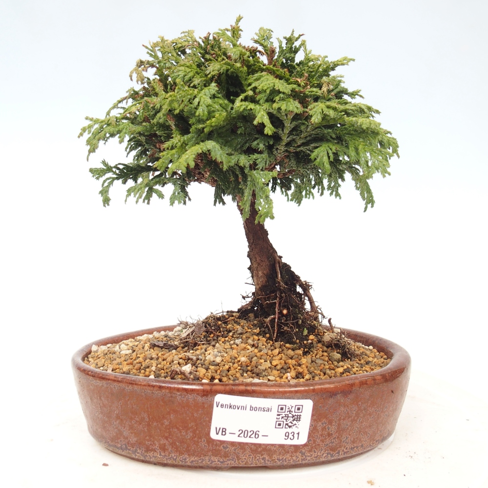 Bonsai da esterno - Cham.pis Parslori - Cipresso