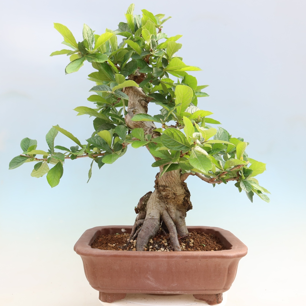 Bonsai da esterno - Photinia villosa