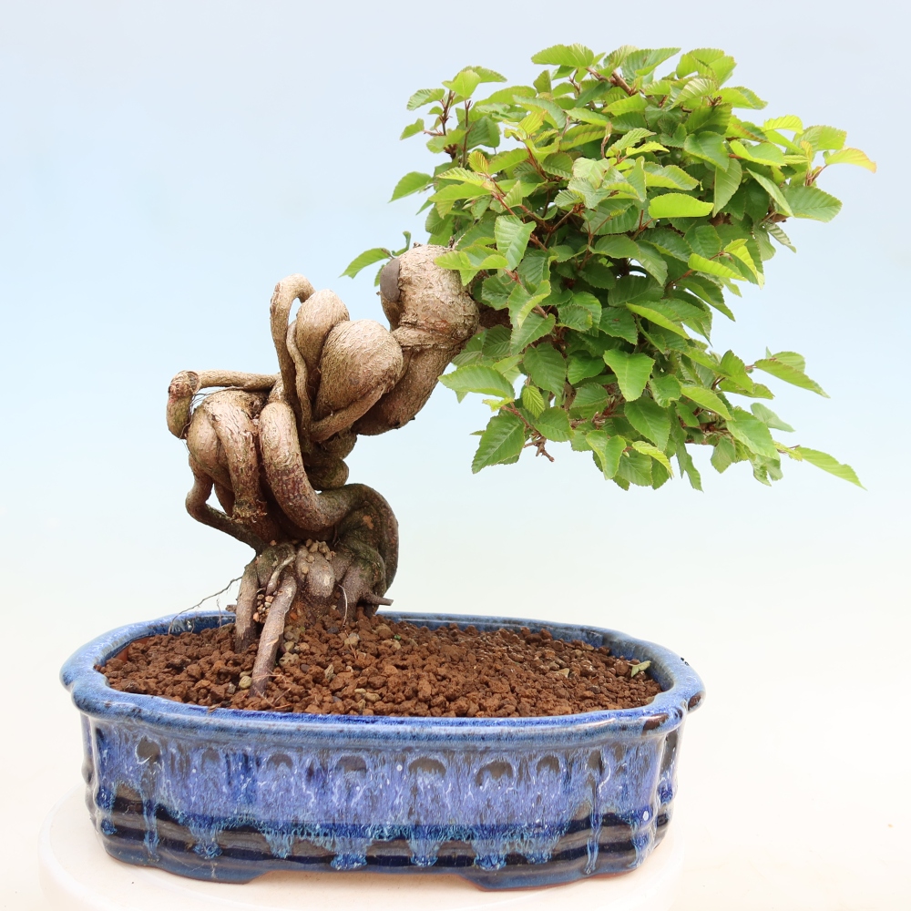 Bonsai da esterno -Carpinus Coreana - Carpino coreano