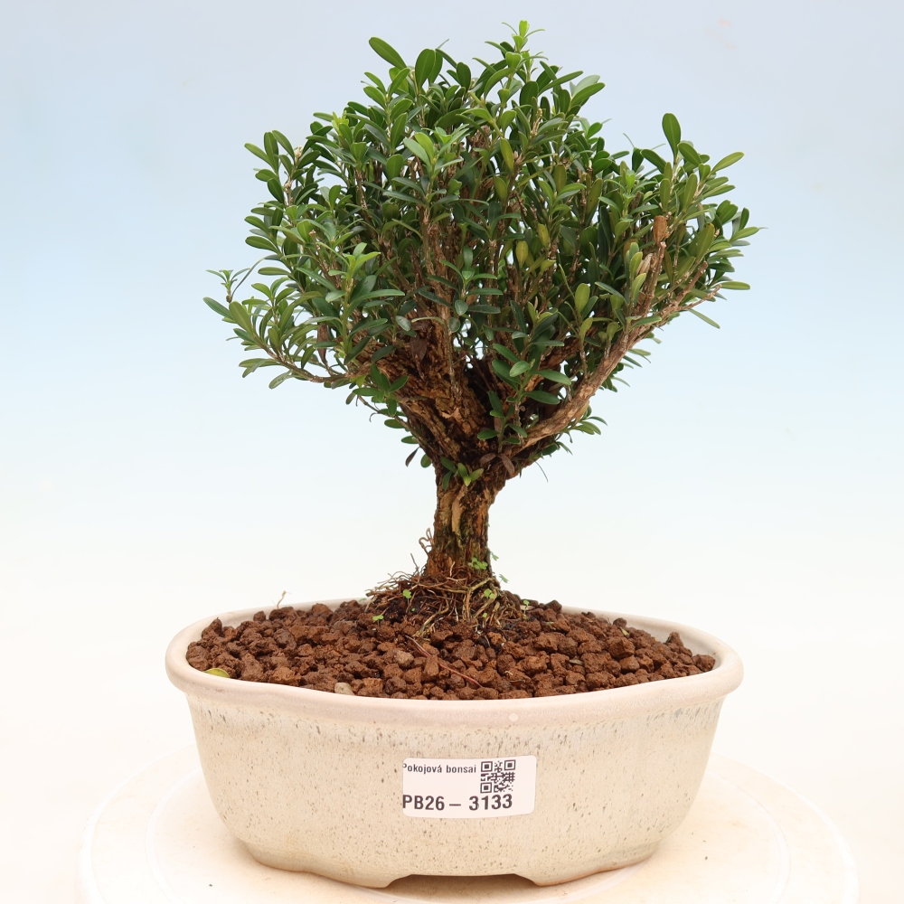 Camera bonsai - Buxus harlandii - buxus da sughero