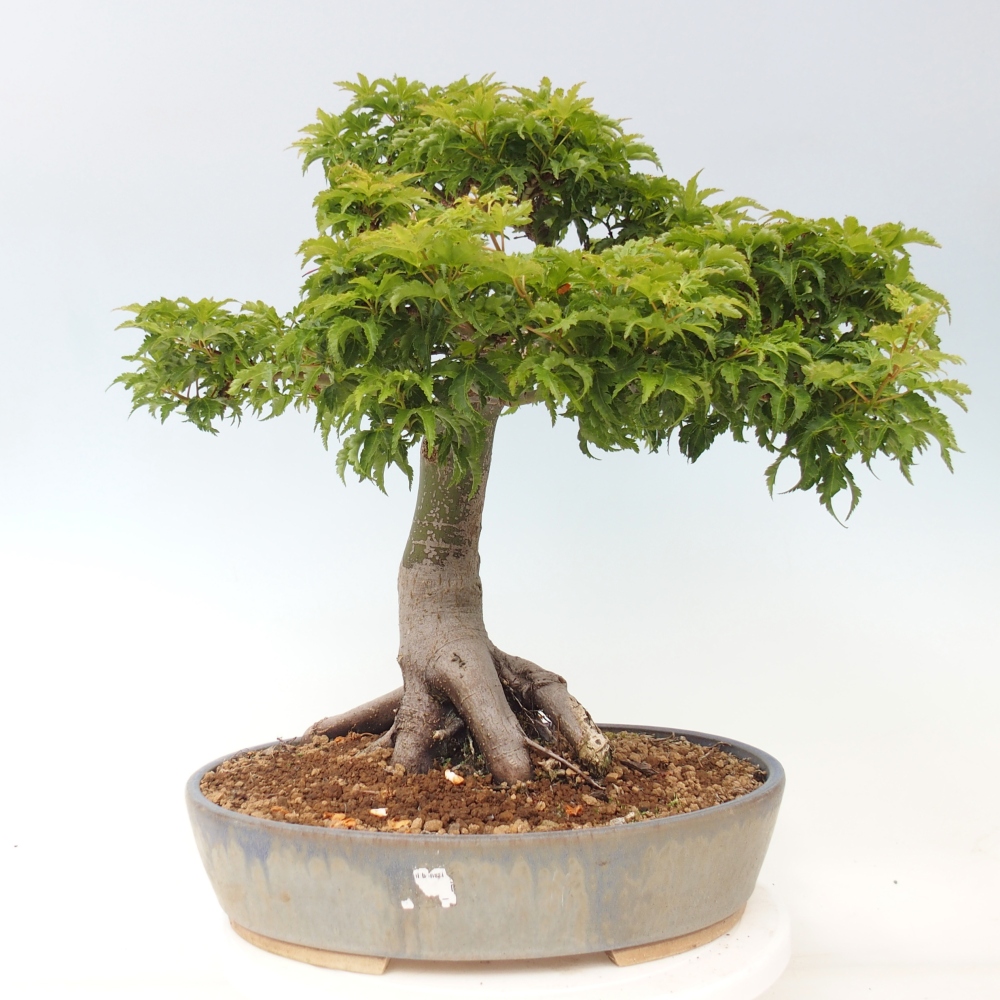Bonsai da esterno -Palma di Giava Acer palmatum Shishigashira