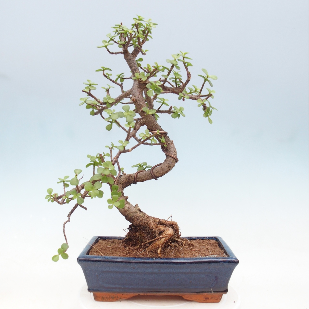 Camera bonsai - Portulakaria Afra - Tlustice