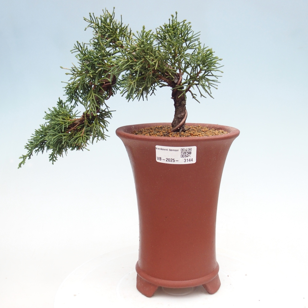 Bonsai da esterno - Juniperus chinensis Kishu
