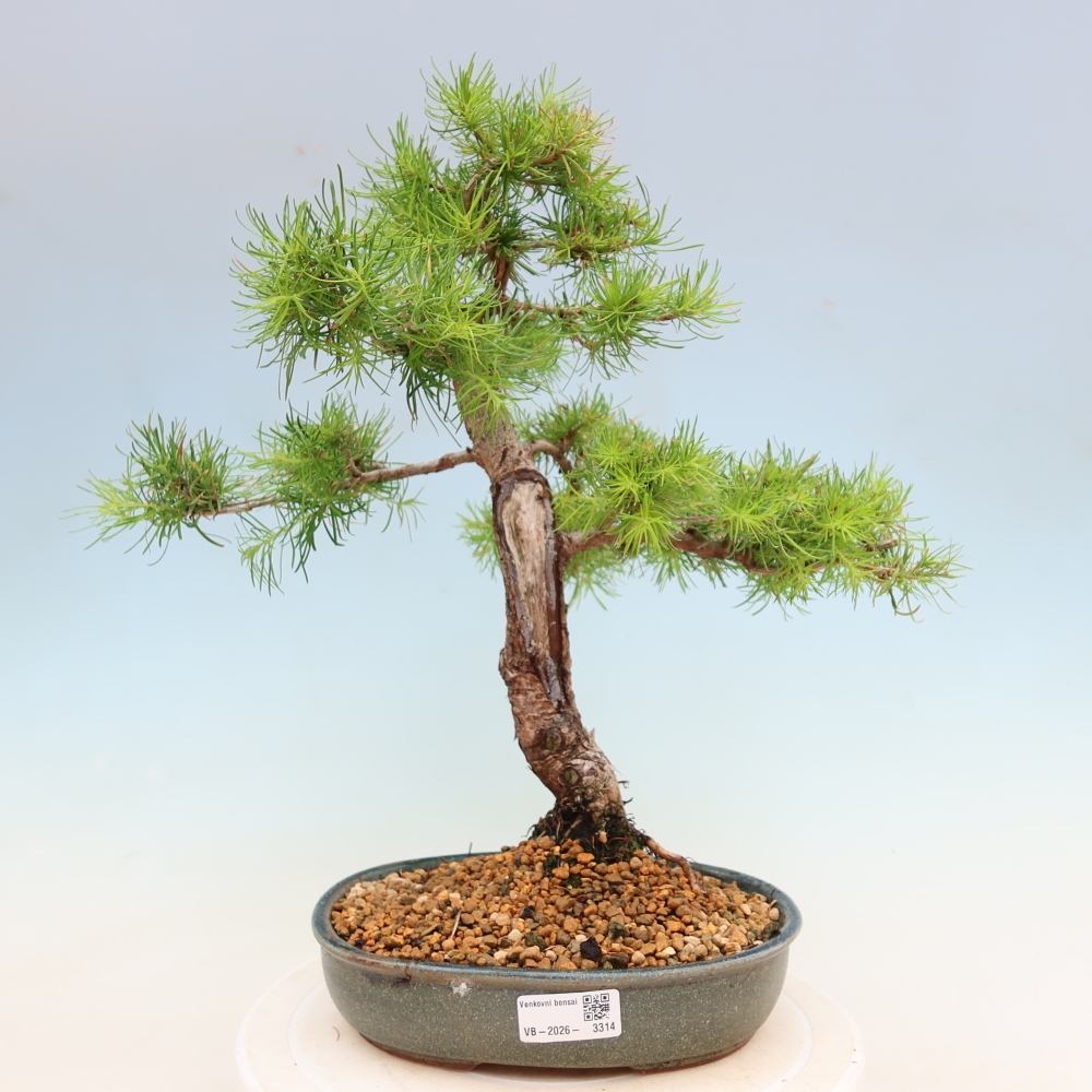 Bonsai da esterno -Larix decidua - Larice