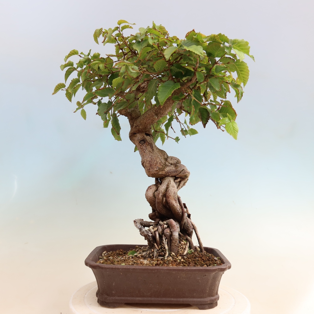 Bonsai da esterno -Carpinus CARPINOIDES - Carpino coreano