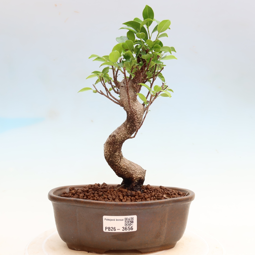 Camera bonsai - Ficus kimmen - ficus a foglie piccole