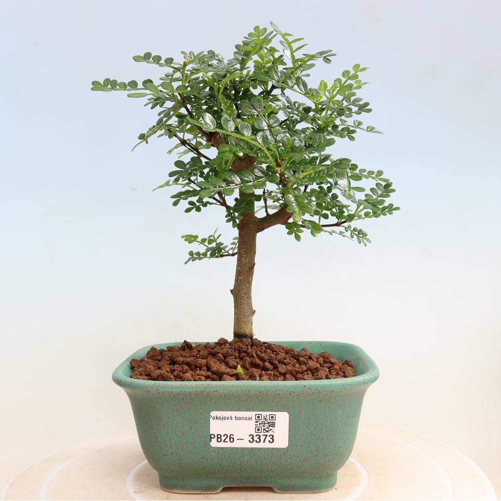 Camera bonsai - Zantoxylum piperitum - albero del pepe