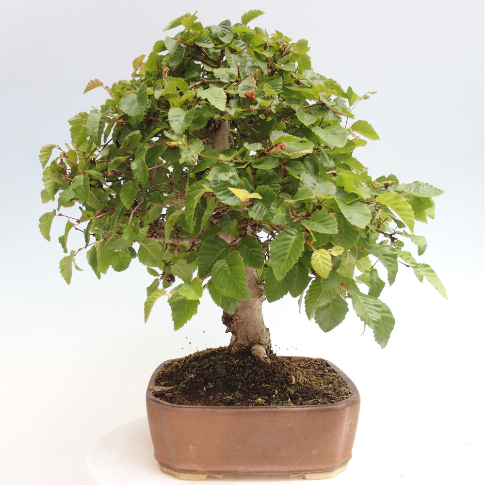 Bonsai da esterno -Carpinus CARPINOIDES - Carpino coreano
