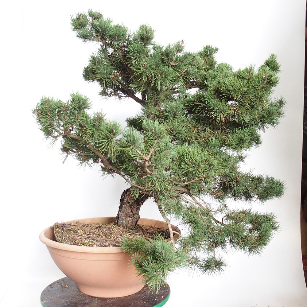 Yamadori - Pinus sylvestris Spagna