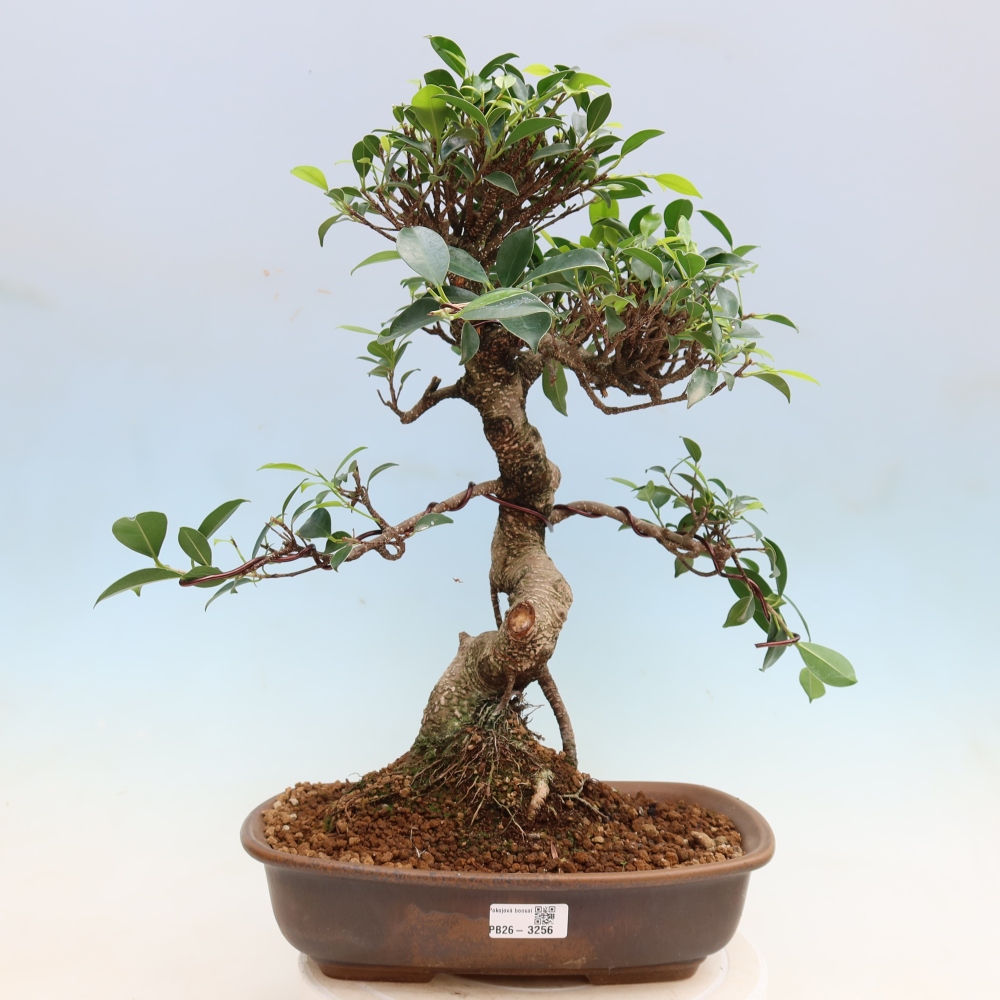 Camera bonsai - Ficus kimmen - ficus a foglie piccole