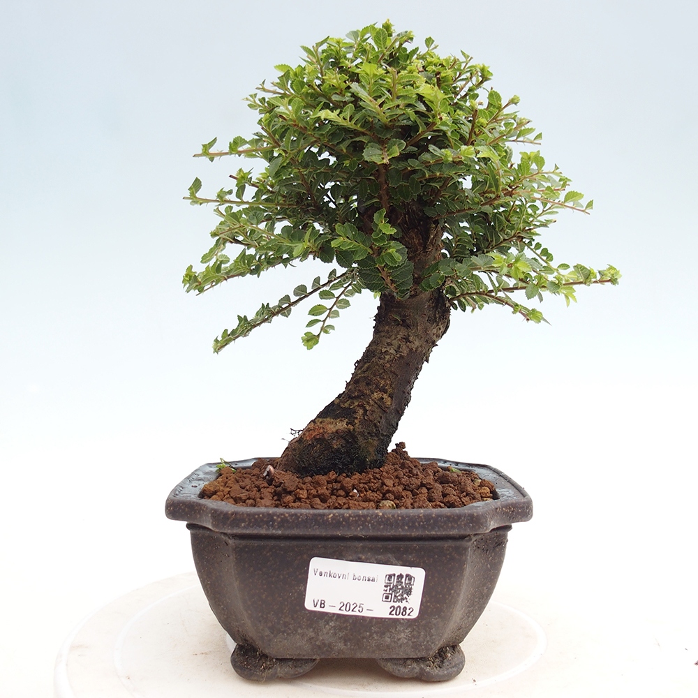 Bonsai da esterno - Ulmus parvifolia Hokkaido - Olmo cinese