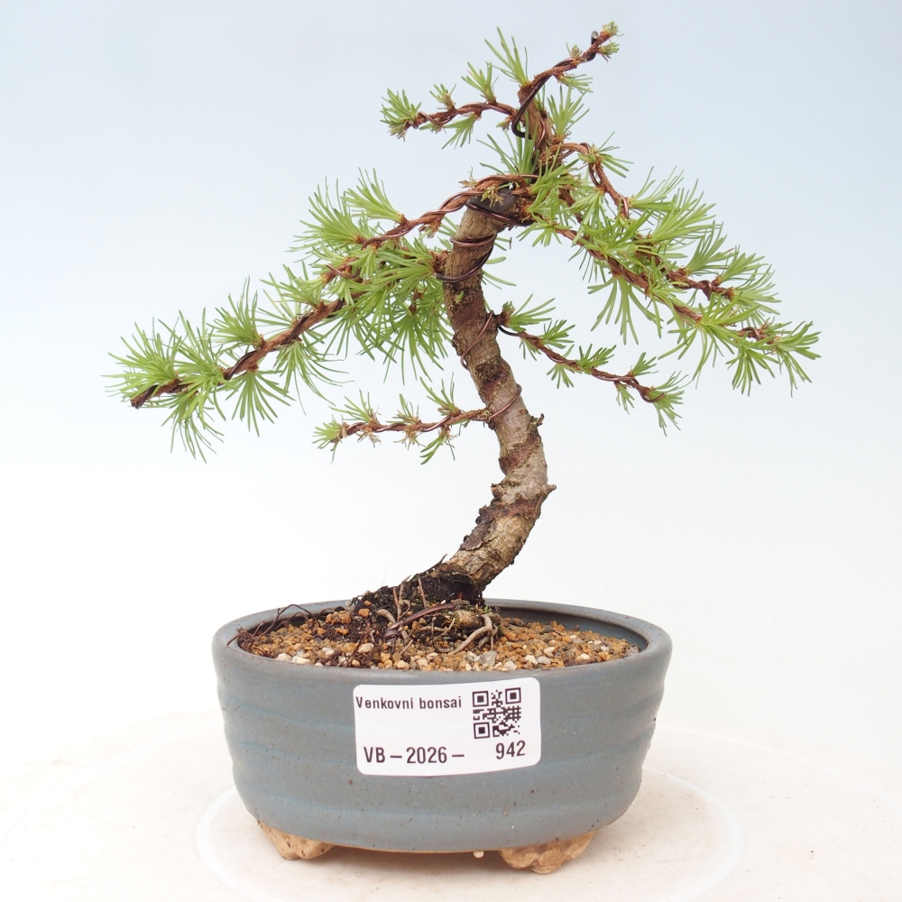 Bonsai da esterno - Larix Kaempferi - Larice giapponese