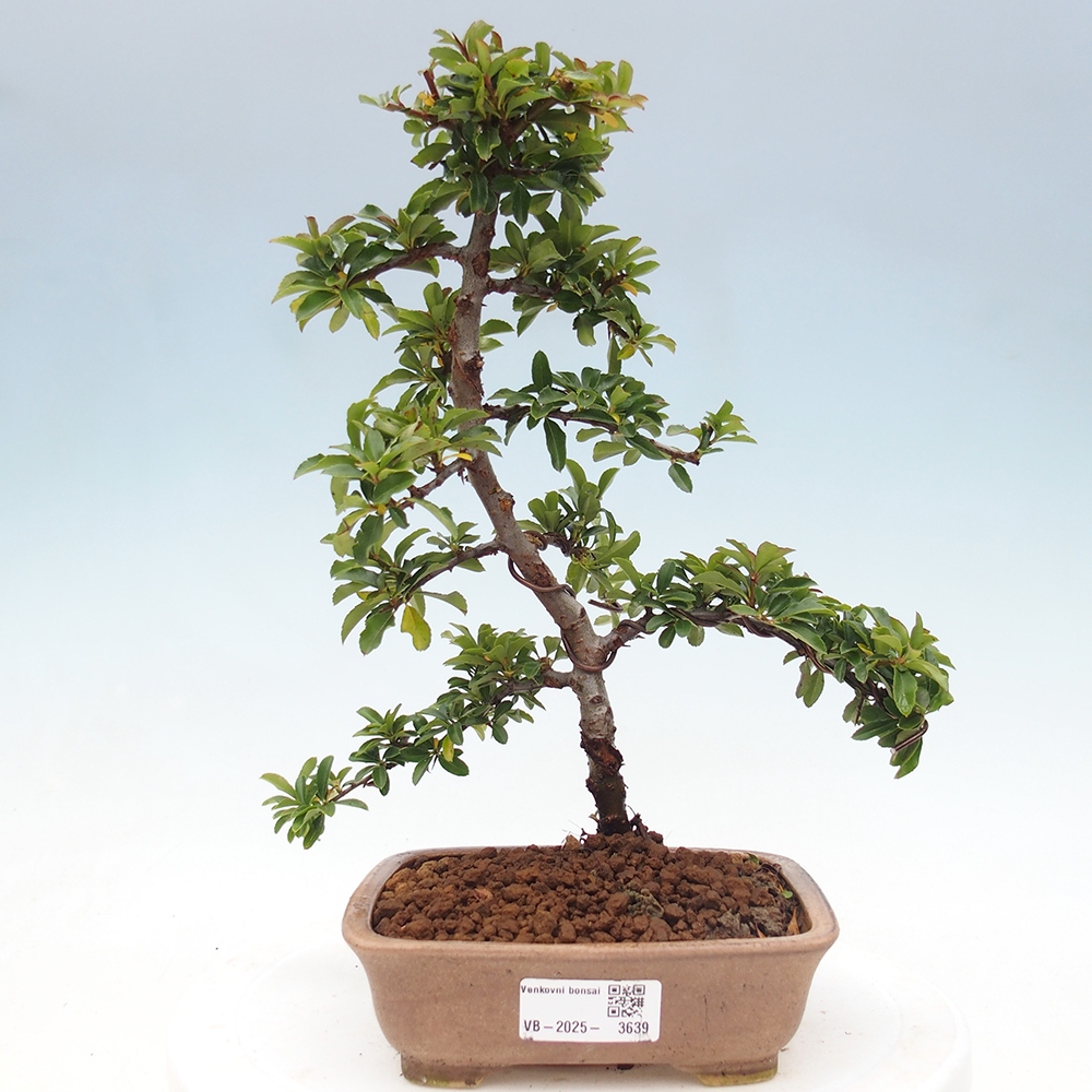 Bonsai da esterno-Pyracantha Teton -Hlox