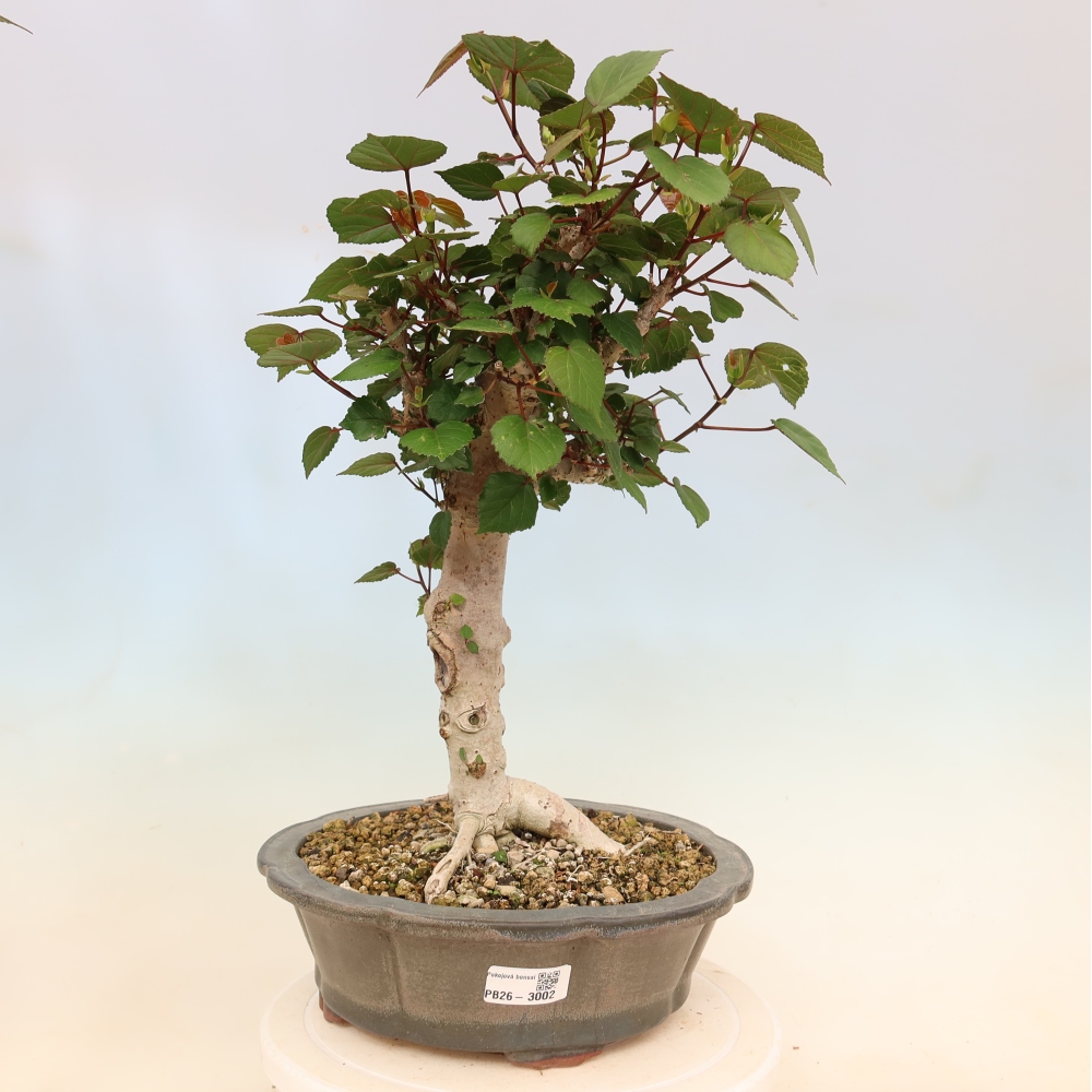 Bonsai da interno - Hibiscus tiliaceus - Ibisco marino