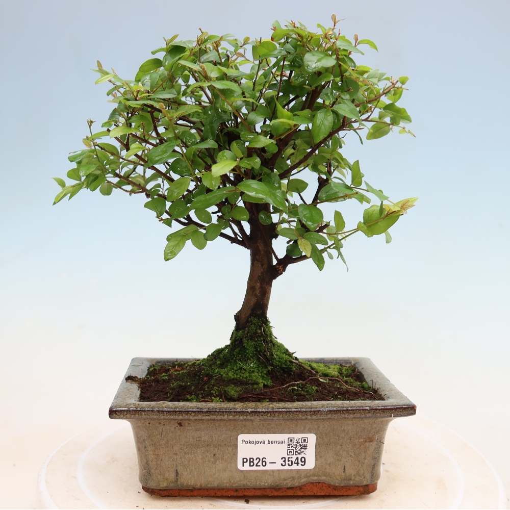 Camera bonsai - Sageretia thea - Sageretia thea