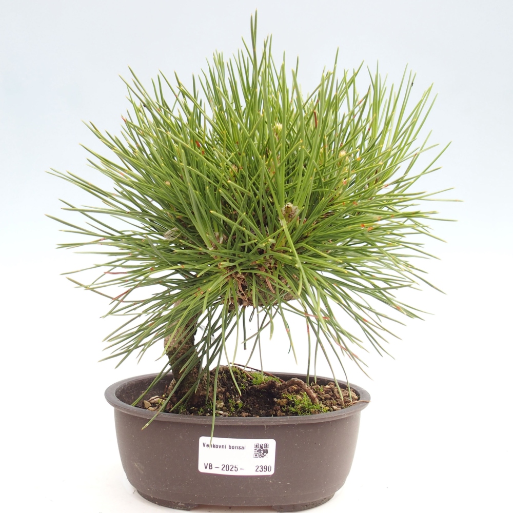Bonsai da esterno - Pinus thunbergii - Pino di Thunberg