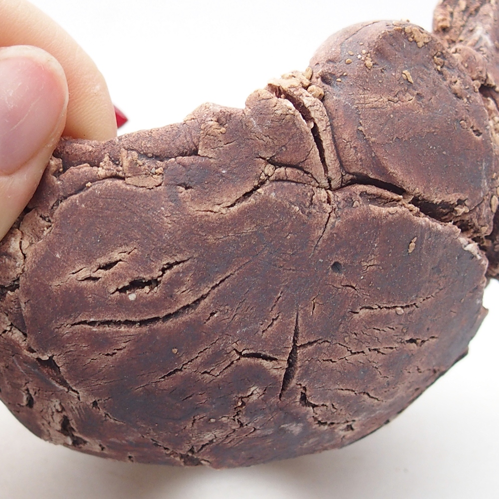 Conchiglia in ceramica 9 x 9 x 6 cm , colore marrone