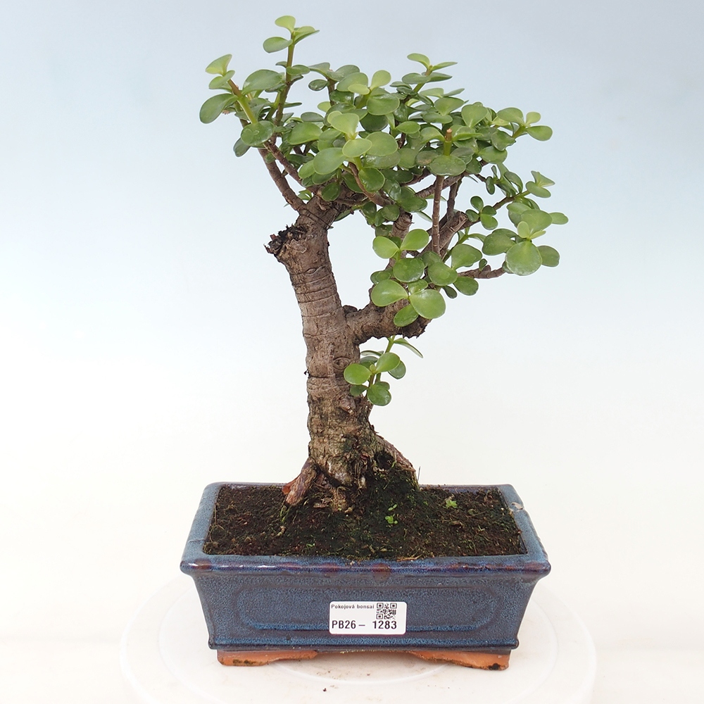 Camera bonsai - Portulakaria Afra - Tlustice