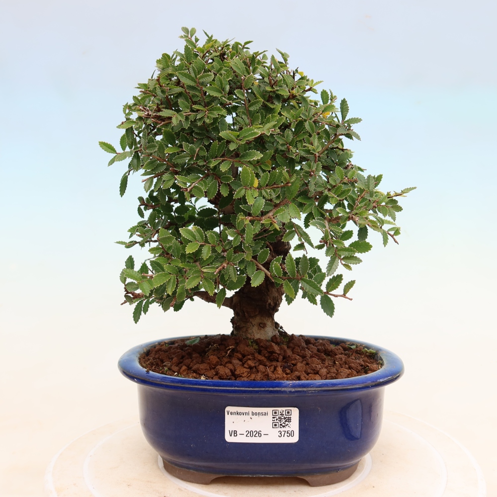 Bonsai da esterno - Zelkova - Zelkova NIRE