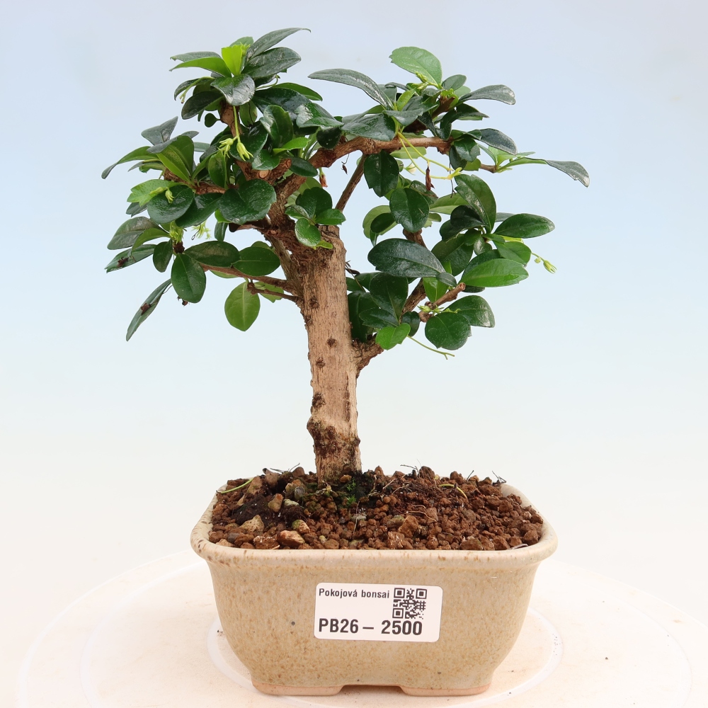 Camera bonsai - Carmona macrophylla - Tea fuki