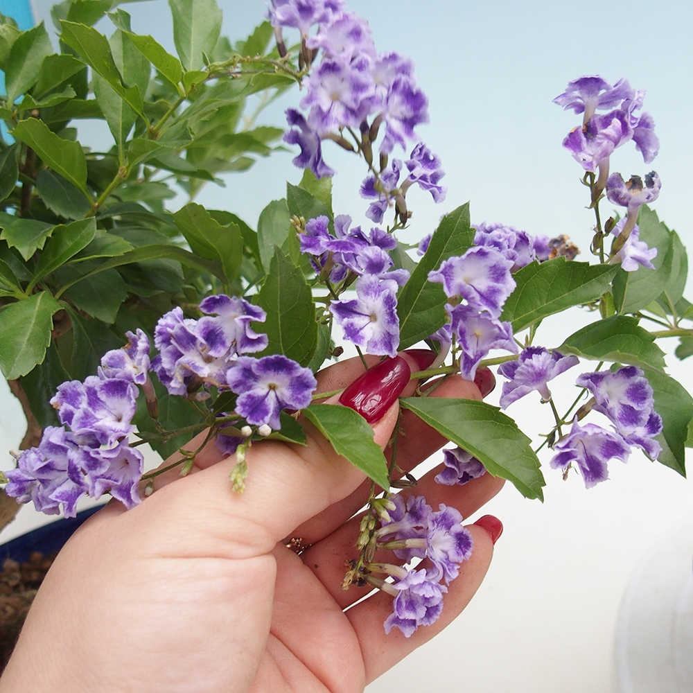 Camera bonsai - Duranta erecta Aurea