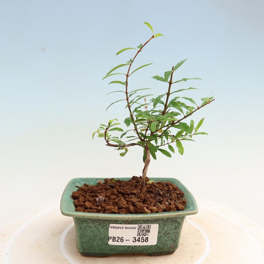 Camera bonsai-PUNICA granatum nana-Mela granata