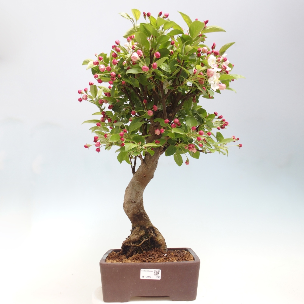 Bonsai da esterno -Malus halliana - Melo a frutto piccolo