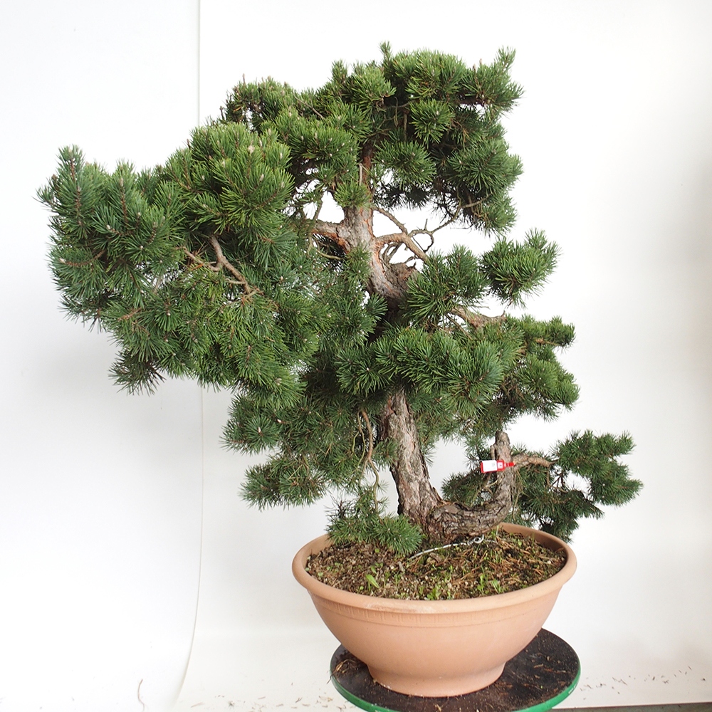 Yamadori - Pinus sylvestris Spagna