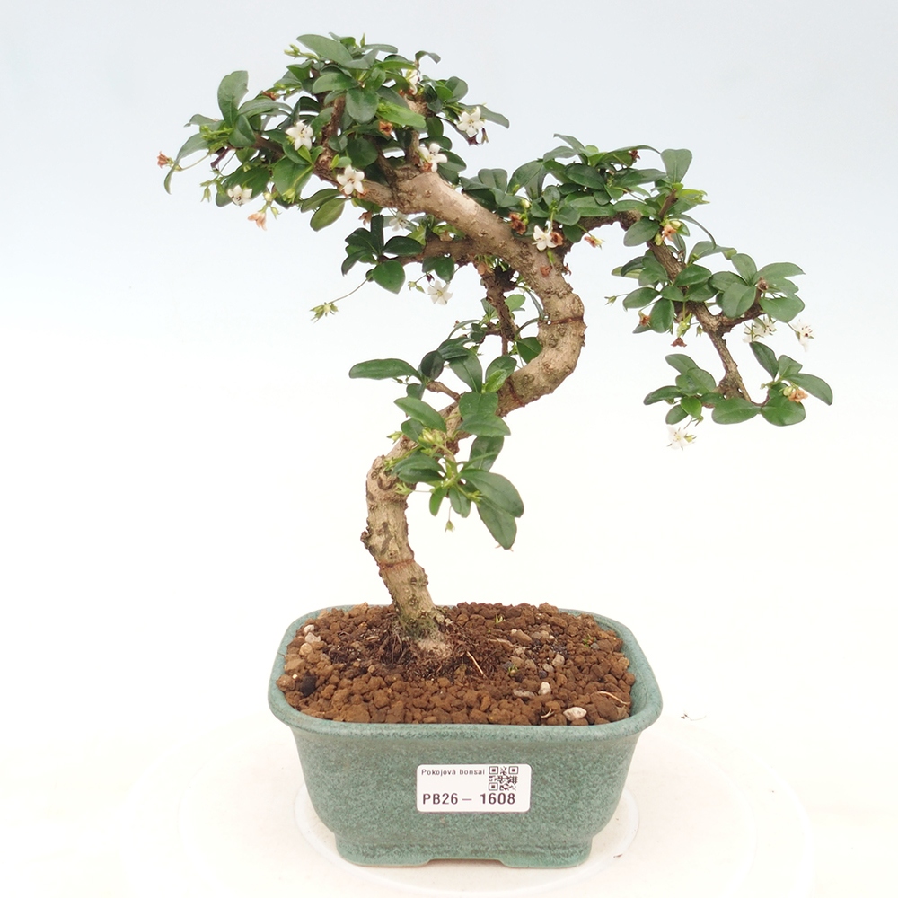 Camera bonsai - Carmona macrophylla - Tea fuki
