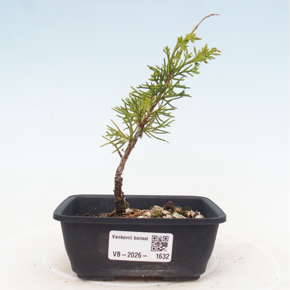 Bonsai da esterno - Juniperus chinensis Itoigawa