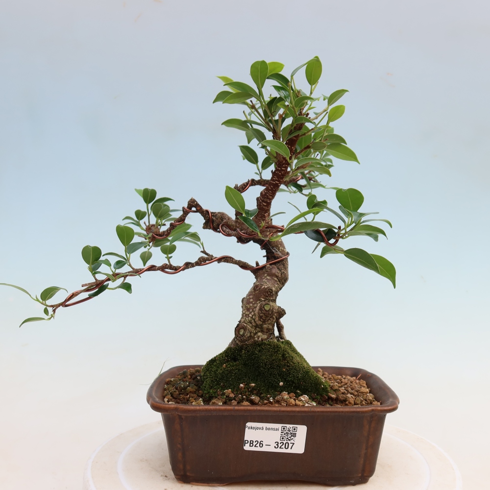 Camera bonsai - Ficus kimmen - ficus a foglie piccole