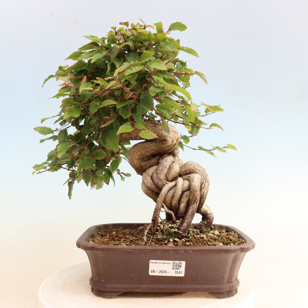 Bonsai da esterno -Carpinus CARPINOIDES - Carpino coreano