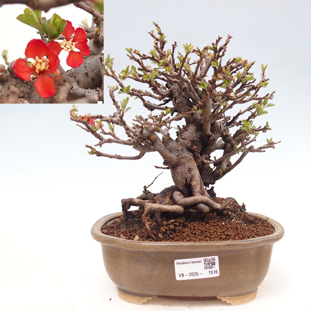 Bonsai da esterno - Chaneomeles speciosa - Cotogno