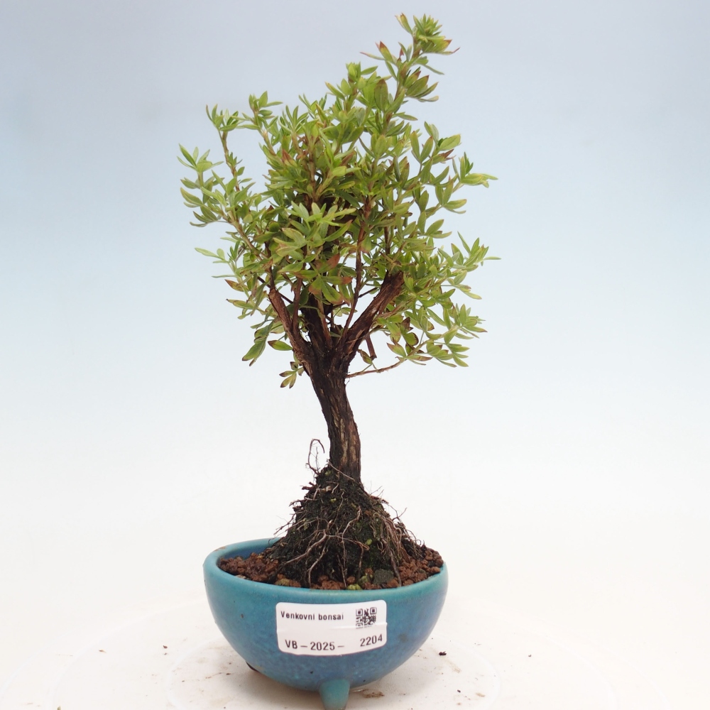 Bonsai da esterno - Potentila fruticosa yellow Bird